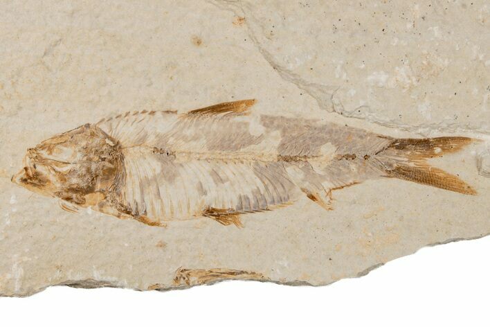 Detailed Fossil Fish (Knightia) - Wyoming #204508